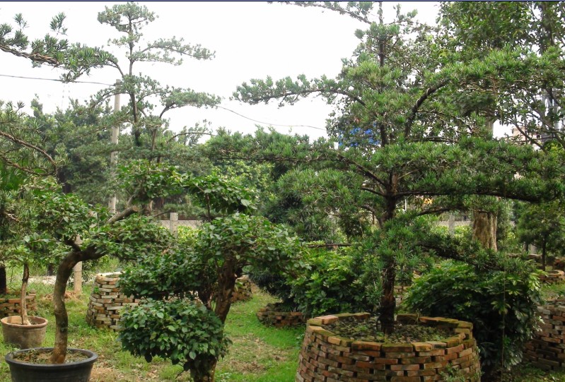 ��ľ����