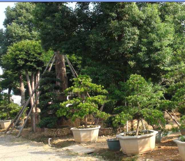 ��ľ����