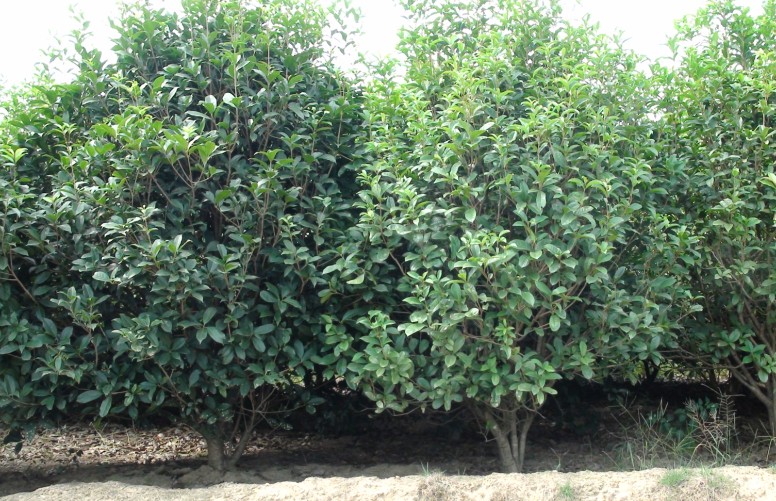 ��ľ����