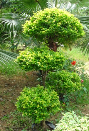 ��ľ����