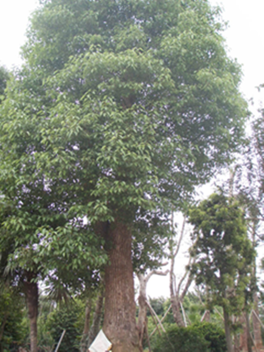 ��ľ����