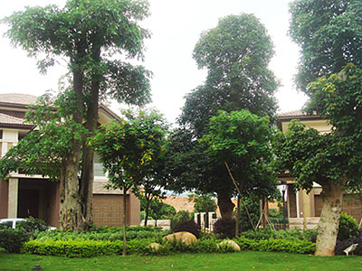 Ҽ��ׯ԰��԰���ڶ���ֲ������