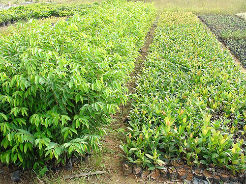 ��ľ����