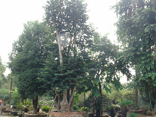 ��ľ����