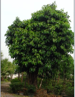 ��ľ����