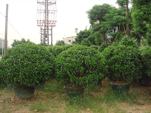 ��ľ����